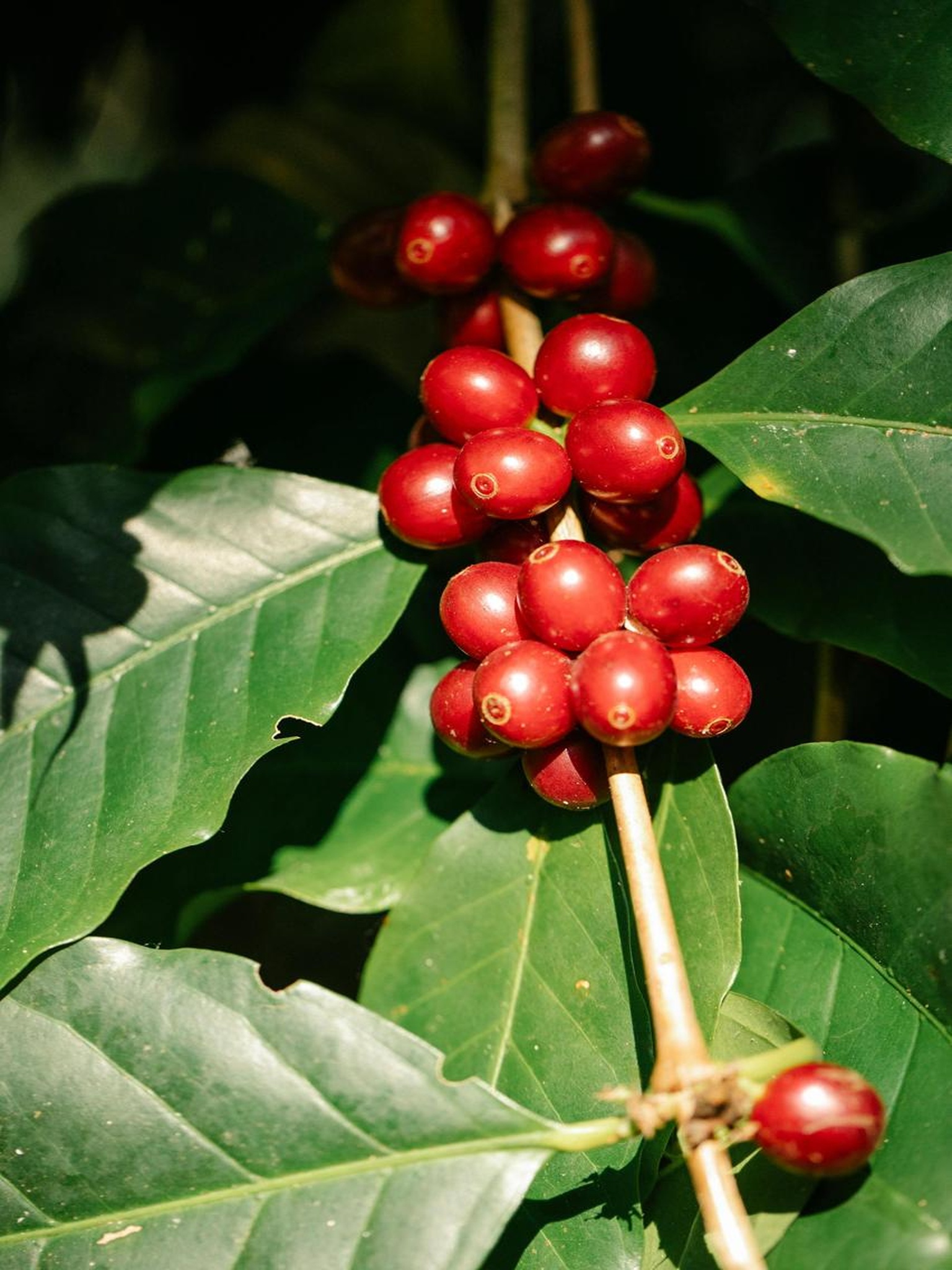 Coffee cherries